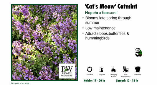 Nepeta ‘Cats Meow'