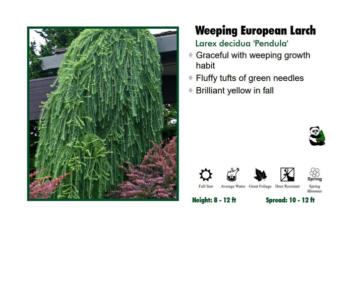 Larch - Weeping European