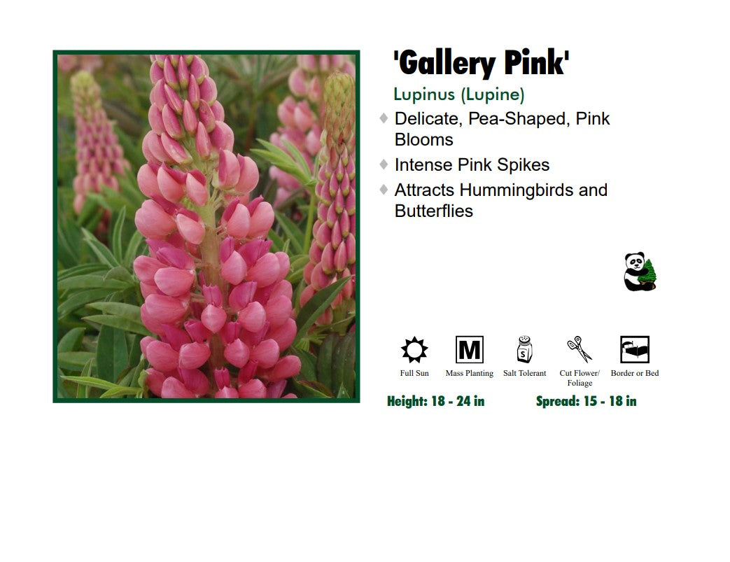 Lupinus Lupine