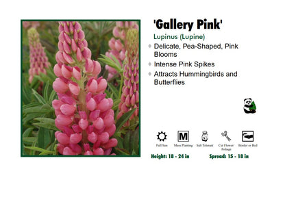 Lupinus Lupine