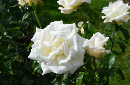 Rose - Full Sail