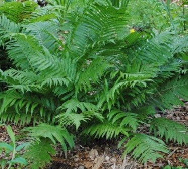 Fern 'The King' Ostrich