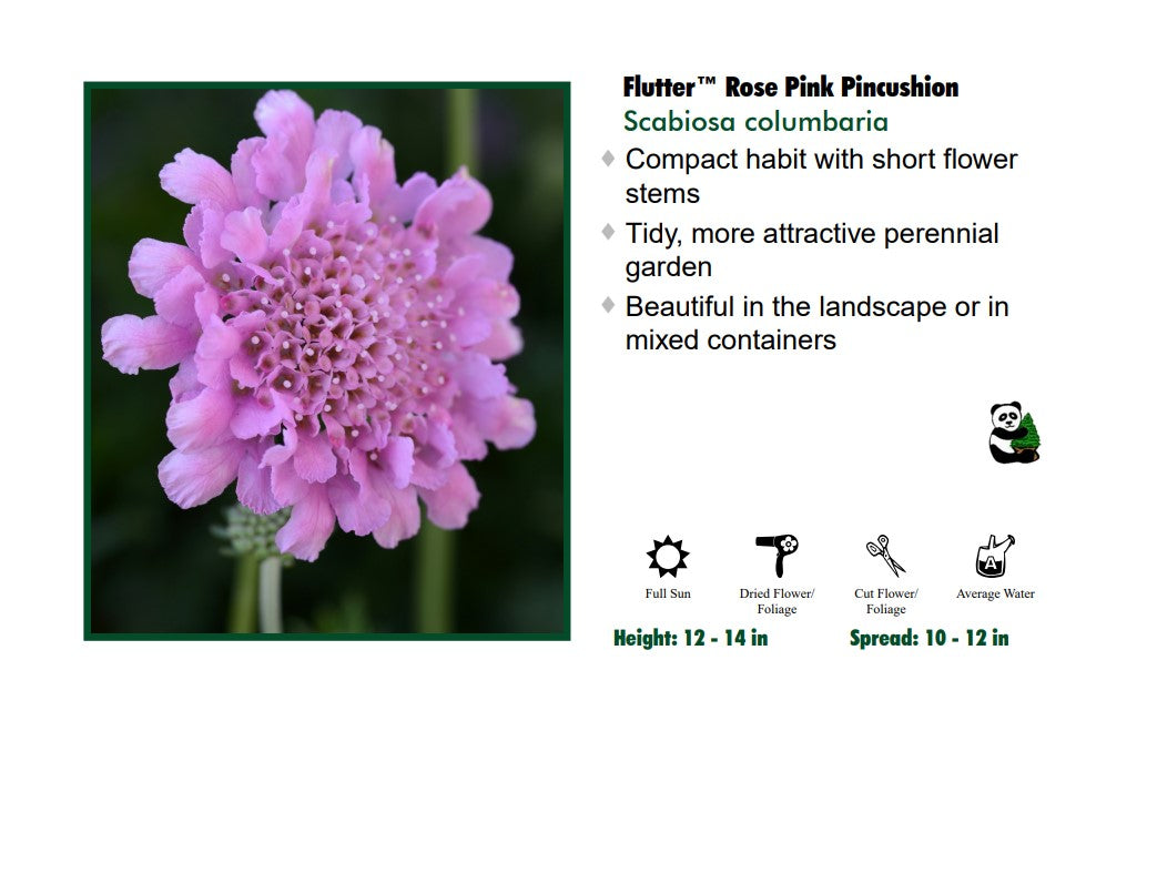 Scabiosia 'Flutter Rose' Pincushion Flower