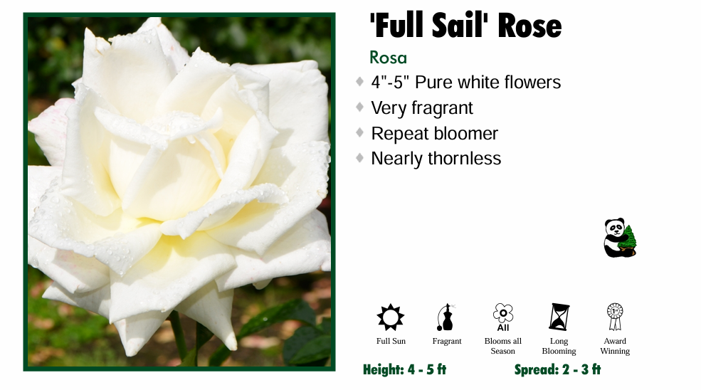 Rose - Full Sail