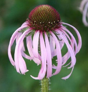 Echinacea Pallida (Pale Purple Coneflower)
