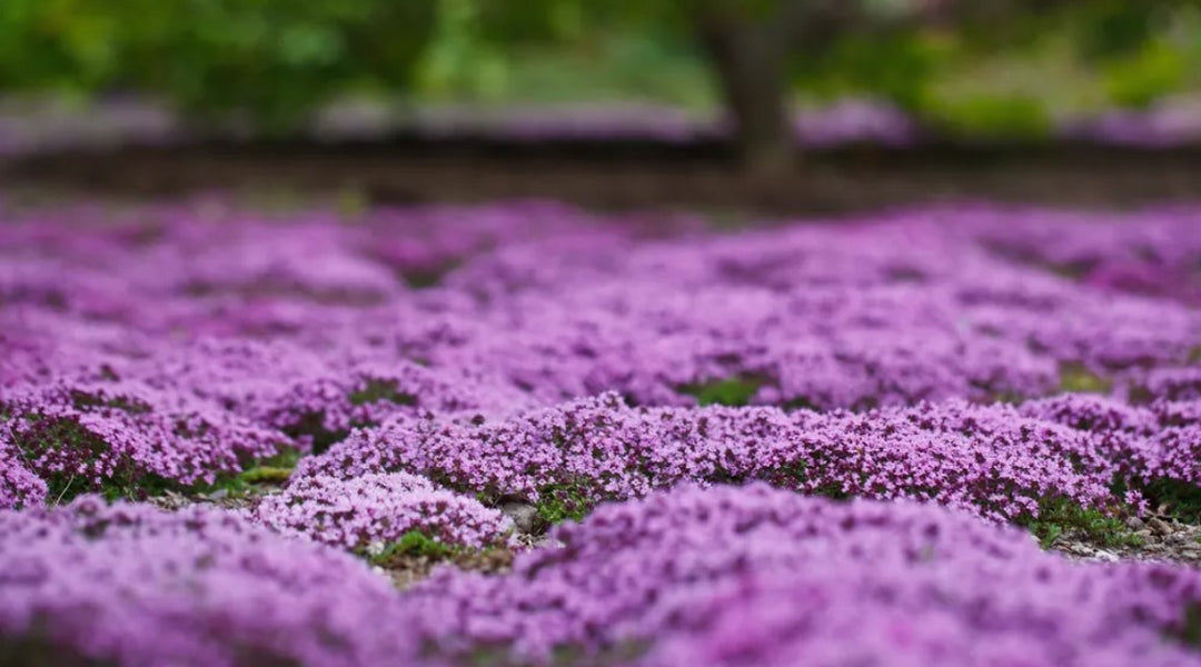 Creeping Red Thyme