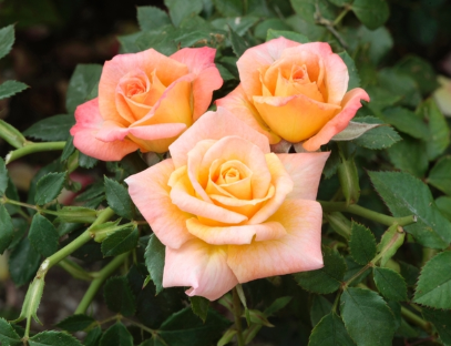 Rose - Cutie Pie