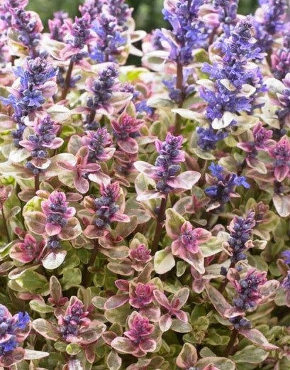 Ajuga Reptans 'Princess Nadia' Bugle Weed