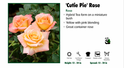 Rose - Cutie Pie