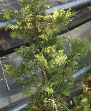 Arborvitae - Thin Man