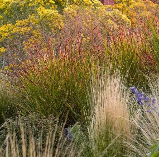 Switch Grass - Ruby Ribbons – Pandy's Garden Center