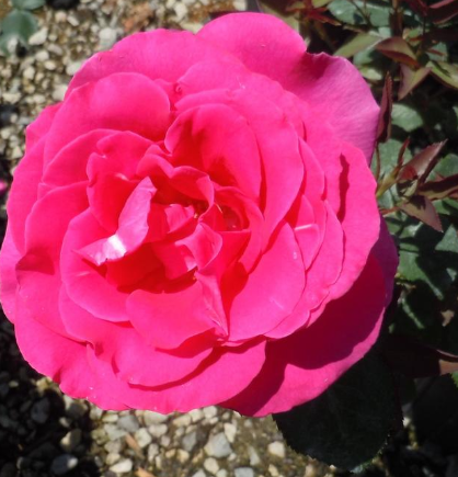 Rose - All My Loving