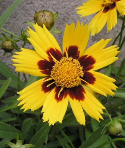 Coreopsis ‘Baby Sun' Tickseed