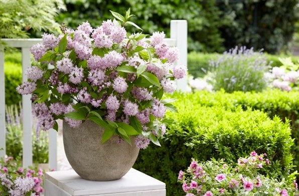 Deutzia - Raspberry Sundae