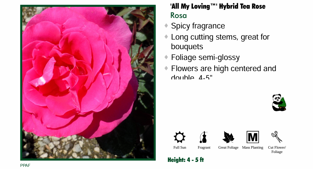 Rose - All My Loving