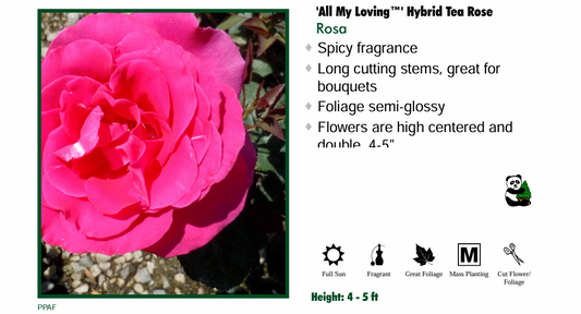 Rose - All My Loving