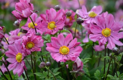 Anemone 'Curtain Call Deep Rose' Japanese Wind Flower