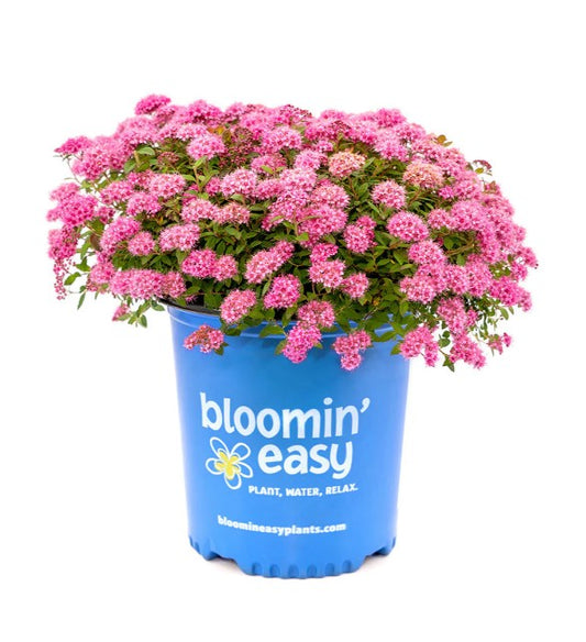 Spirea - Poprocks Petite