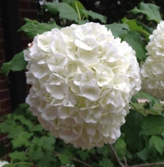 Eastern Snowball