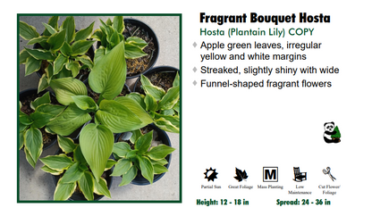 Hosta 'Fragrant Bouquet'