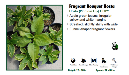 Hosta 'Fragrant Bouquet'