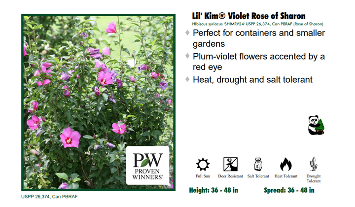 Rose of Sharon - Little Kim Violet