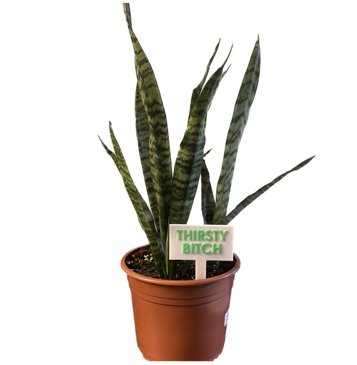 Funny Plant Signs