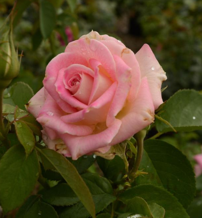 Rose - Painted Porcelain