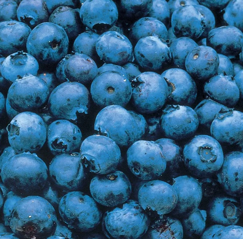 Blueberry - Patriot