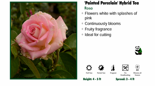 Rose - Painted Porcelain