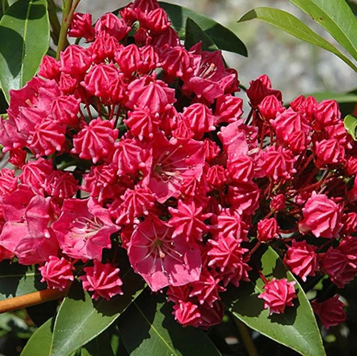 Mountain Laurel - Raspberry Glow