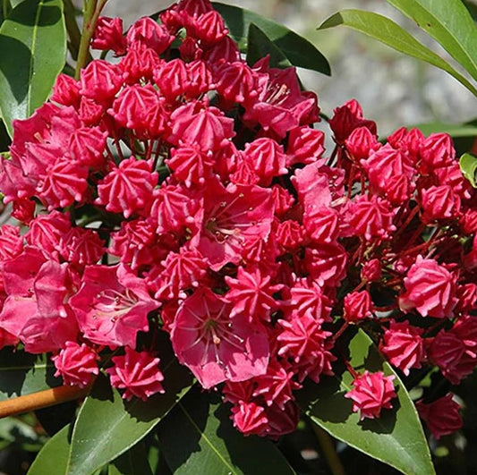 Mountain Laurel - Raspberry Glow