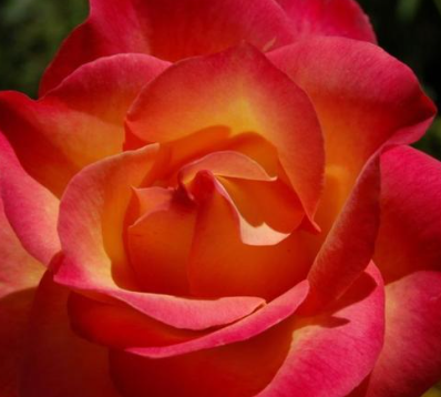 Rose - Perfect Moment