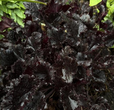 Heuchera 'Timeless NIght' Coralbells