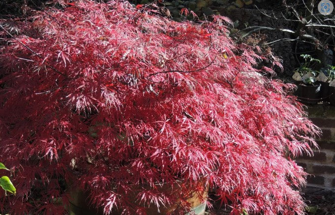 Japanese Maple - Firecracker