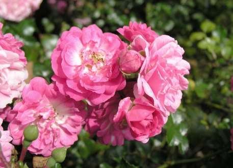 Rose - Playful Happy Trails