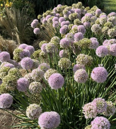 Allium 'Bubble Bath' Ornamental Chives