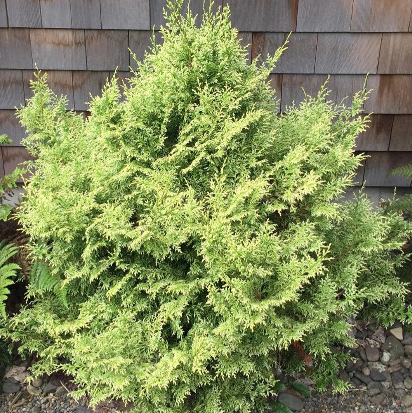 Hinoki Cypress - Kamaeni Hiba