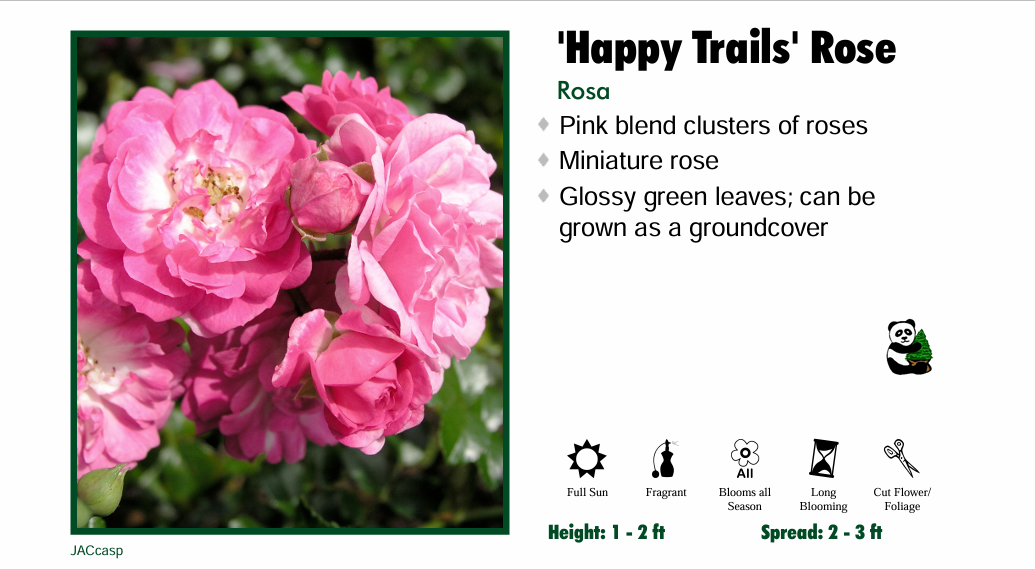 Rose - Playful Happy Trails