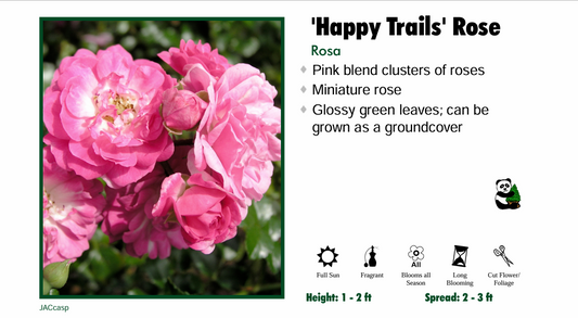 Rose - Playful Happy Trails