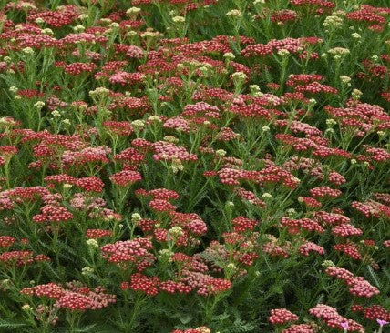 Achillea 'Vintage Red' Yarrow