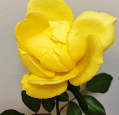 Rose - Radiant Perfume