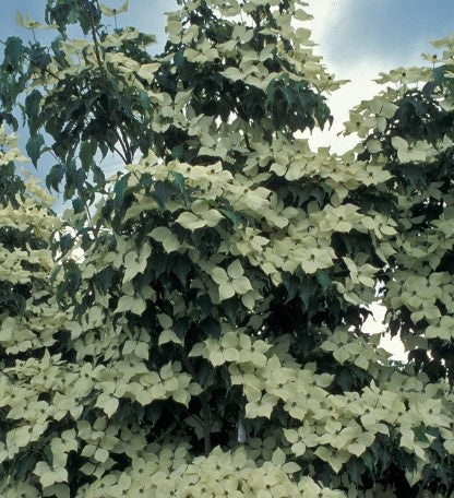 Korean Dogwood - Green Sleeves
