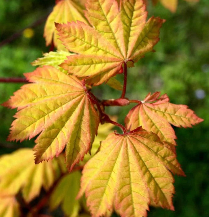 Vine Maple - Sunny Sister