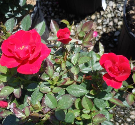 Ruby Ruby Rose Weeks Rose - Ruby Ruby – Pandy's Garden Center