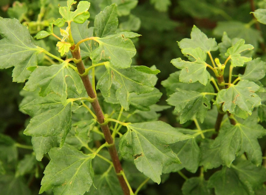 Vine Maple - Alleyne Cook