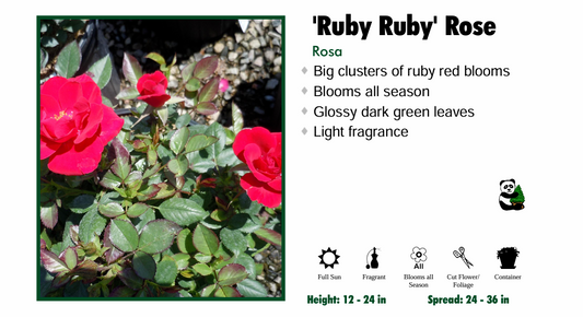 Rose - Ruby Ruby