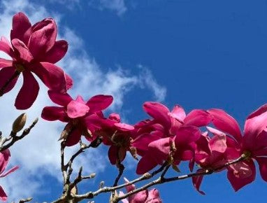 Magnolia - Vulcan