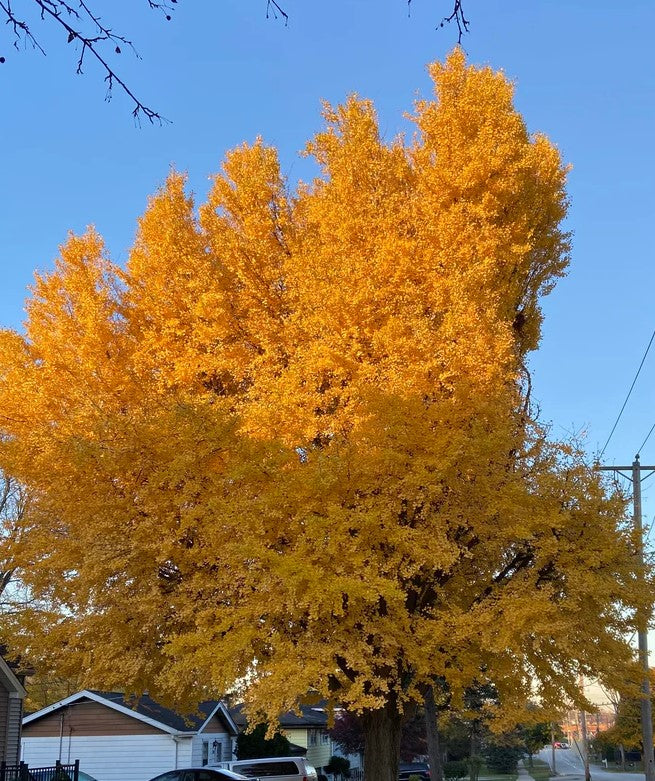 Gingko - Autumn Gold Maidenhair