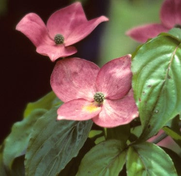 Korean Dogwood - Satomi